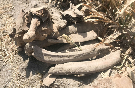 Kahramanmaraş'ta 3500 yaşında fil fosili bulundu! Tarlayı sürerken pulluğa takıldı