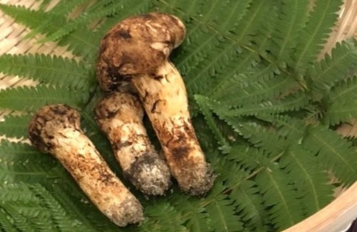 Servet değerindeki bu 3 mantarın fiyatını duyan inanamadı