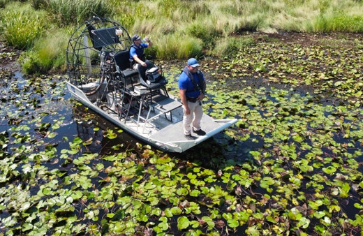 İda Kasırgası'nın vurduğu ABD'de timsahın midesinde insan kalıntıları bulundu