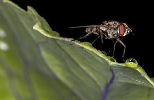 İstanbul'da baldırsokan sineği paniği! Uyku hastalığı yapıyor!
