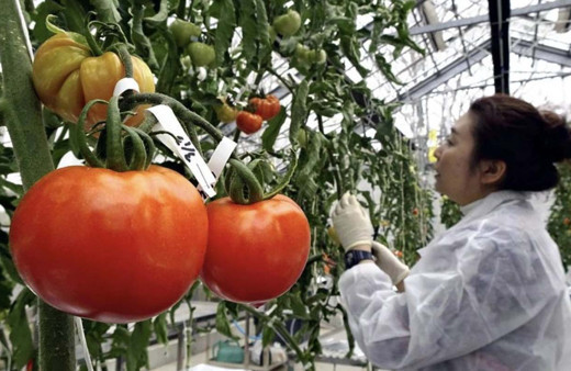 Gen dizilimiyle oynanmış domatesler satışa sunuldu! Bu domates tansiyonu düşürecek