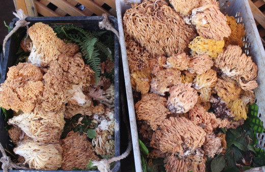 Sinop'ta dağlardan toplanıyor! Kilosu 30 TL'ye satılıyor: Hemen tüketilmeli