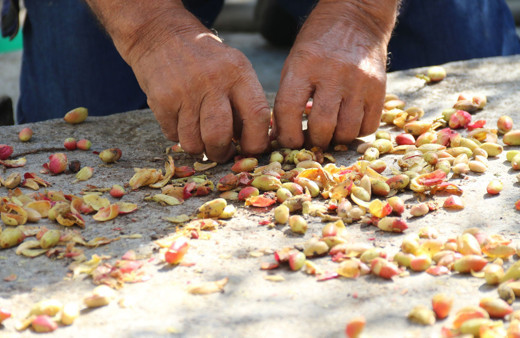 Eskişehir'de bahçesine öylesine dikti 'olmaz' dediler ama oldu şimdi ticaretine hazırlanıyor
