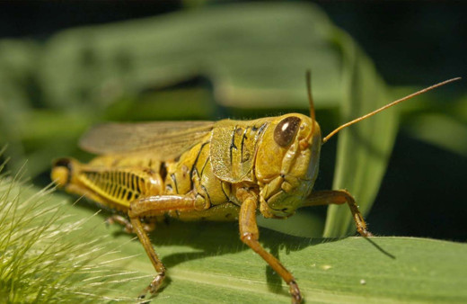 Gıda sorununa yeni çözüm: Böcek yedirecekler! İsrailli firma çekirgeden şeker üretti!