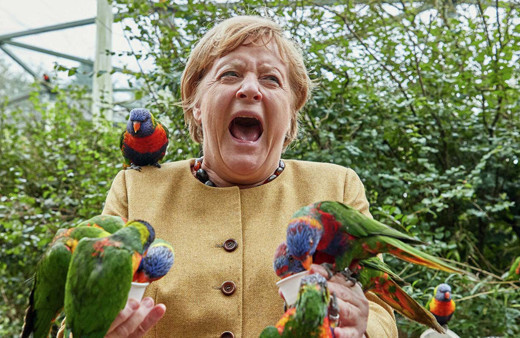 Vedaya hazırlanan Almanya Başbakanı Merkel'i kuşlar sardı