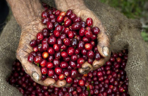 Bu kahvenin yarım kilosu rekor fiyata satıldı! Fiyatı duyan inanamadı