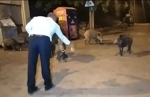 Fethiye ilçesinde şehre inen yaban domuzlarını elleri ile beslediler