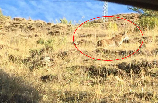 Nesli tükenmek üzere! Tunceli'de ortaya çıktı