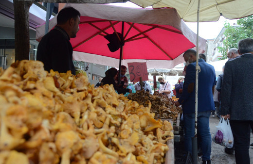 Ordu'da yetiştiriliyor! Talep patladı: Kilosu 40 TL'ye satılıyor