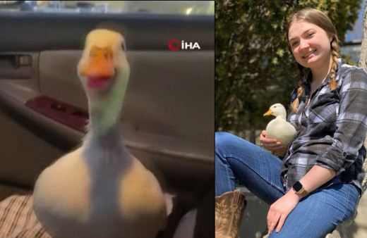 Fenomen ördeğin aylık kazancını duyan inanamadı: Herkes dalga geçti, şimdi arkadaşım olmak istiyor