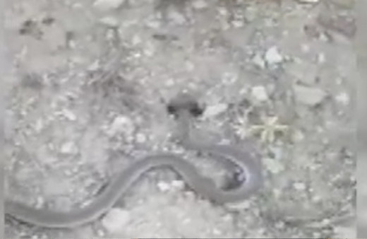 Isparta’da vatandaşın yılanla sohbeti güldürdü: Yanlış yere gidiyorsun, tutayım mı kuyruğundan