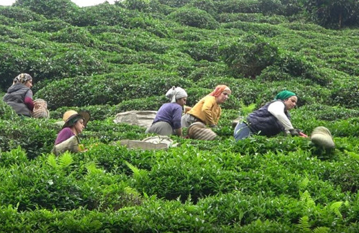 Yabancı uyruklu çay işçileri gelmeyince 100 Milyon dolar Türkiye’de kaldı