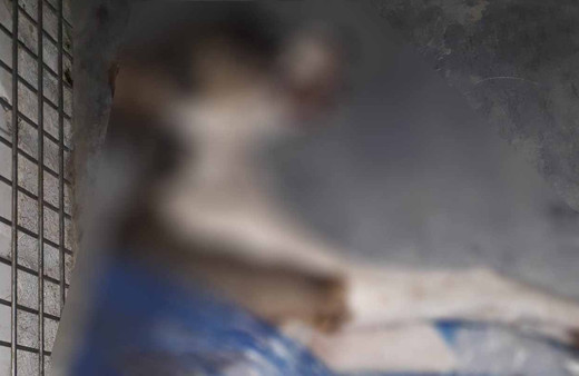 Kuşadası'nda görenler dehşete uğradı! 4 yavru köpek zehirlendi 1'inin derisi yüzüldü