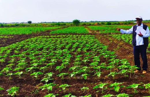 Sudan'da Türk tohumu üretilecek! 100 bin hektarı Türkiye'nin işleyeceği açıklanmıştı!