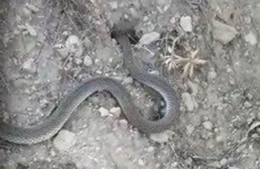 Isparta’da vatandaşın yılanla sohbeti güldürdü