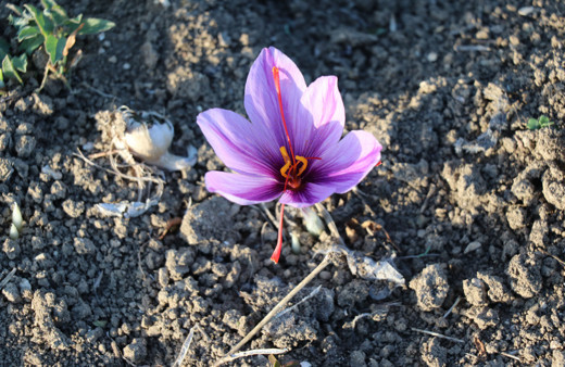 Karabük'te mucize bitki çiçek açtı! Kilosu 60 bin TL'ye satılıyor