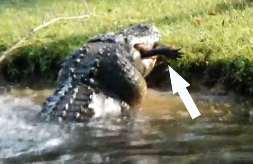 Dev timsah tek seferde mideye indirdi görüntüler milyonlarca kez izlendi