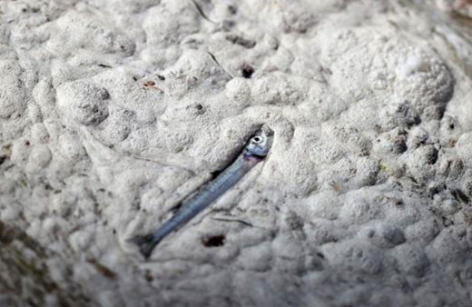 Marmara Denizi'nden çıkan balıklarla ilgili çarpıcı rapor! Müsilaj ne kadar zehirledi?