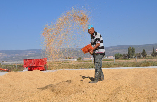Mersin'de tarlada 4 TL markette 25 TL: Üretici elinden gelen gayreti gösterdi