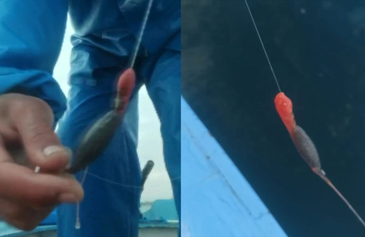 İstanbul'da ilk kez görüldü! Balıkçıların oltasına takılan şey korkutucu