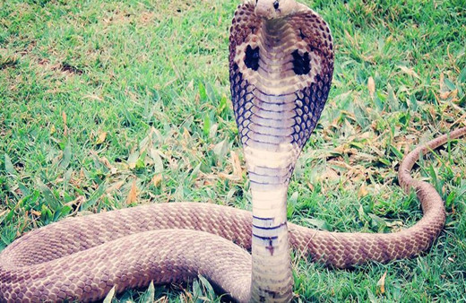 Hindistan'dan dehşete düşüren haber! Eşini öldürmek için kobra kiraladı