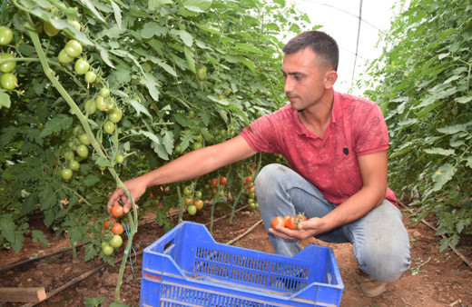 Domates üreticide 13 TL markette 23 TL: Artık herkes tarafından normalleşti