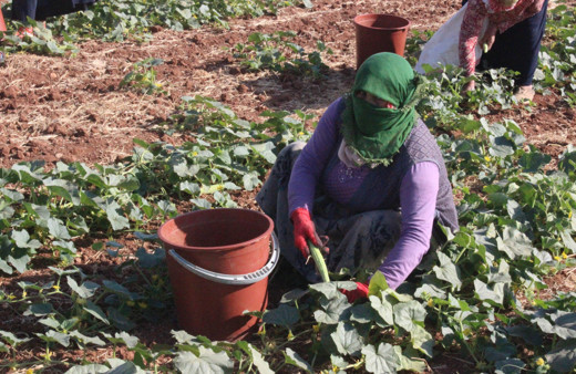 Kilis'te hasat başladı! Tarlada 3 TL markette 10 TL!