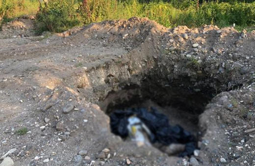 Giresun'da vahşet! Çukurda 10 ölü köpek bulundu