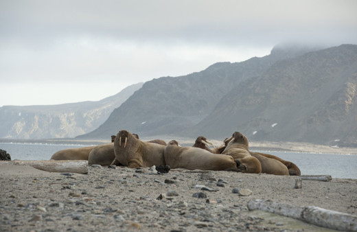 Uzaydan deniz aygırı izleyecek insanlar aranıyor! İşte gereken şartlar...