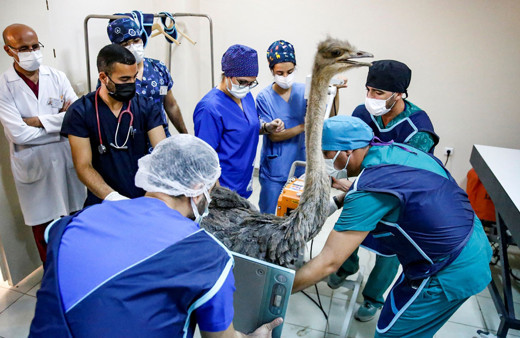 Diyarbakır'da bıçak yuttu şüphesiyle deve kuşunu veterinere götürdü karnından çıkanlara inanamadı