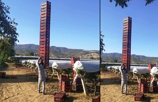 Manisa'da gören dönüp bir daha baktı! 6 metre uzunluğa ulaştı