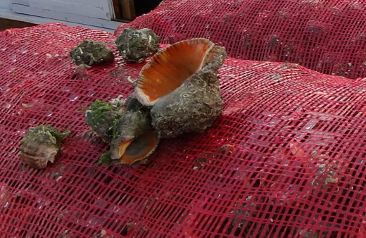 Karadeniz'de palamut olmayınca balıkçıların yeni geçim kapısı deniz salyangozu oldu