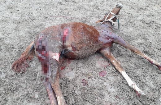 Eskişehir Mahmudiye'de aç kalan köpekler milyonluk yarış atlarını parçaladı