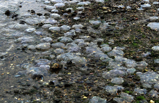 Kocaeli İzmit Körfezi'nde binlerce ölü denizanası kıyıya vurdu