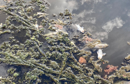 Diyarbakır'da korkutan görüntü! Yüzlercesi öldü: Kokudan rahatsız oluyoruz