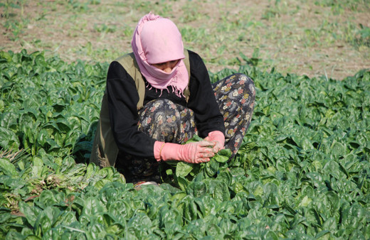 Ispanaktan zehirlenmemek için bunlara dikkat! Eğer kökünde bu varsa sakın almayın!