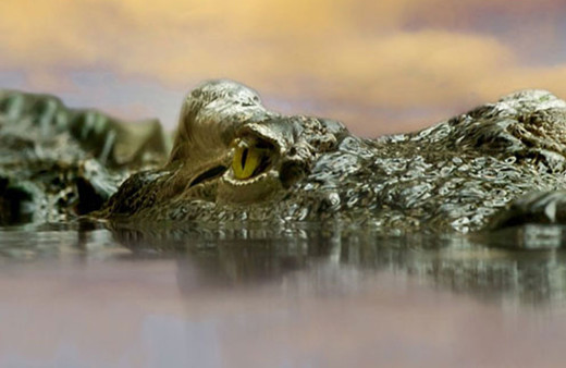 Endonezya’da 8 yaşındaki çocuğu timsah yuttu