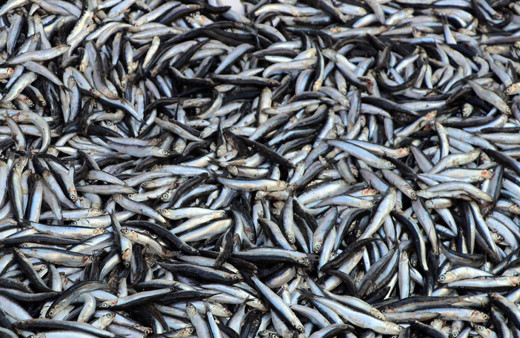 Sardalya ve hamsi balıkçıların yüzünü güldürdü