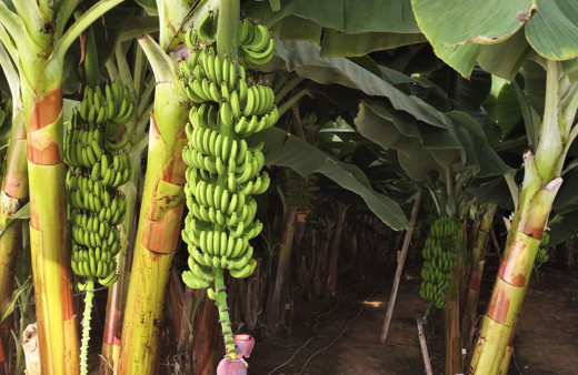 Mersin Erdemli'de 6 yeni muz çeşidi geliştirildi domates serasında yetişecek