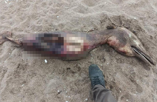 Sakarya'da sahilde yaratık paniği! Görenler şaşkına döndü: Gerçek bakın ne çıktı