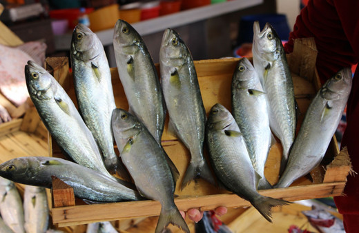 Lüferin kilosu 25 liraya kadar düştü! Nesli tükenmek üzere olan lüfer nasıl bollaştı müsilaj ile ilgisi ne?