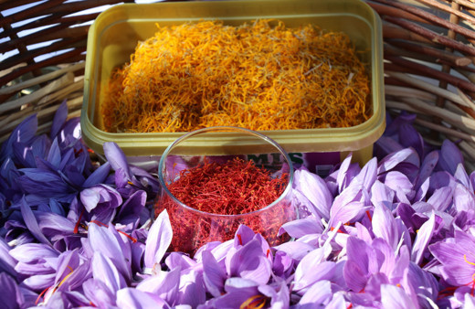 Elazığ'da kilogramı 60 bin liraya ulaşan safran bitkisinin hasadına başlandı