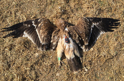 Çiple takip ediliyordu Bulgaristan'dan Ankara'ya geldi ve tüfekle vuruldu