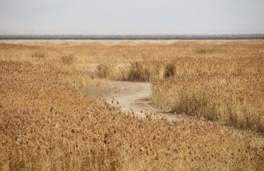Tamamen kuruyan Akşehir Gölü'nün tabanında su bulundu