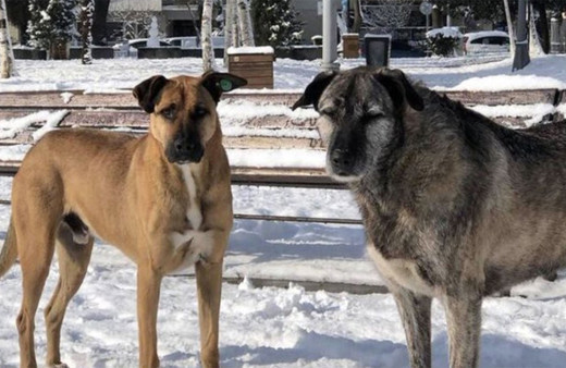 Bebek Parkı'nın kaçırılan köpekleri Nacho ve Bella için Ekrem İmamoğlu'na çağrı yapıldı