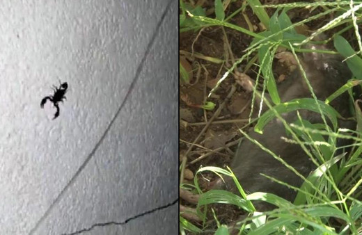 İstanbul'da o mahalleyi istila ettiler: Vuruyorum ölmüyor, ortadan ikiye ayrılsa bile yürüyor