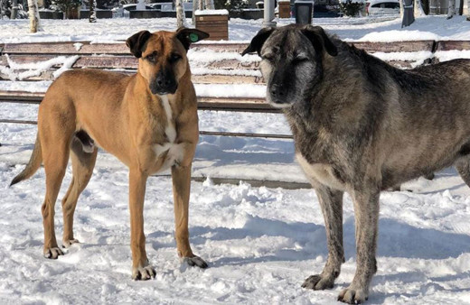 Bebek Parkı'nın kaçırılan köpekleri Nacho ve Bella geri getirildi