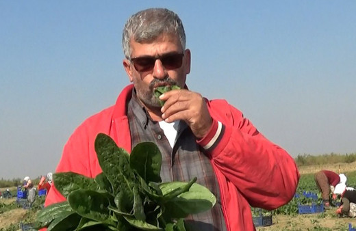 Manisa'da fiyatı 1 TL'ye düştü! Çiğ çiğ yedi: Biz zehir yetiştirmiyoruz