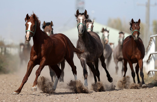 Açık artırmada 18 at 8 milyon 290 bin liraya satıldı