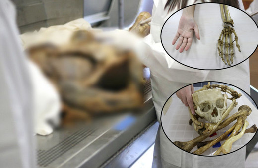 Türkiye kadavra ithal ediyor! Fiyatını duyan inanamadı: Diyanet fetva verdi